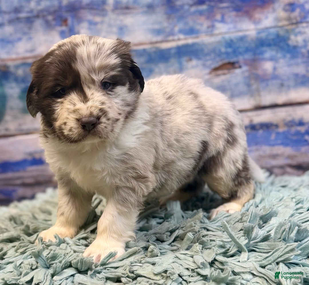 Mixed Breed dogs for sale: Sterling OFA DNA  - Ad 9