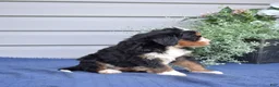 Mini Bernedoodle dogs for sale: Cedar - Ad 4