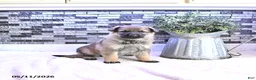 German Shepherd dogs for sale: Asia - Ad 1