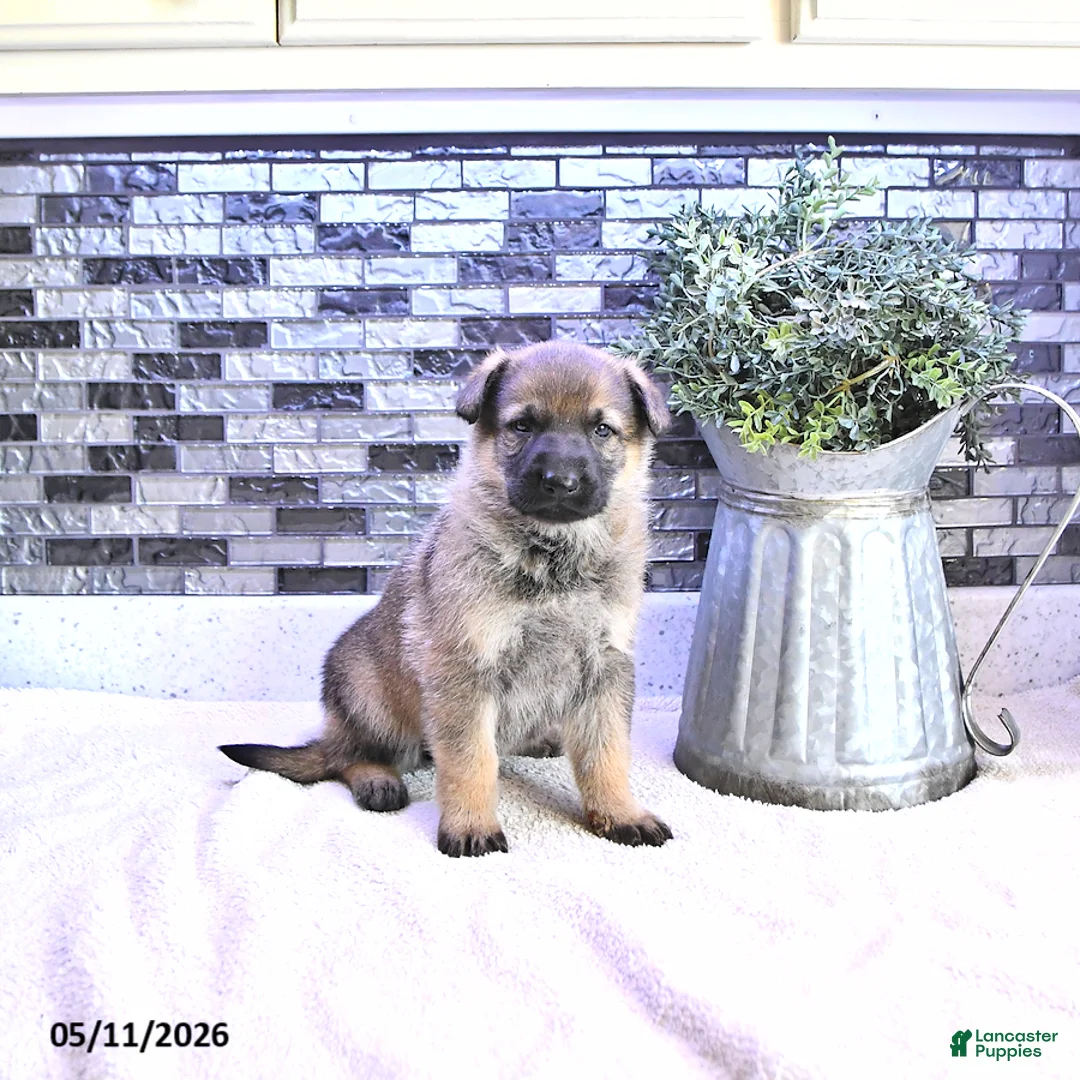 German Shepherd dogs for sale: Asia - Ad 1