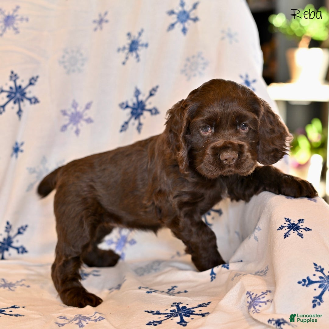 Cocker Spaniel dogs for sale: Reba - Ad 4