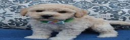 Mini Goldendoodle dogs for sale: Mini Greta - Ad 6