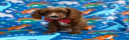 Cavapoo dogs for sale: Pongo - Ad 8
