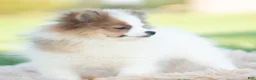 Pomeranian dogs for sale: Biscuit AKC - Ad 4