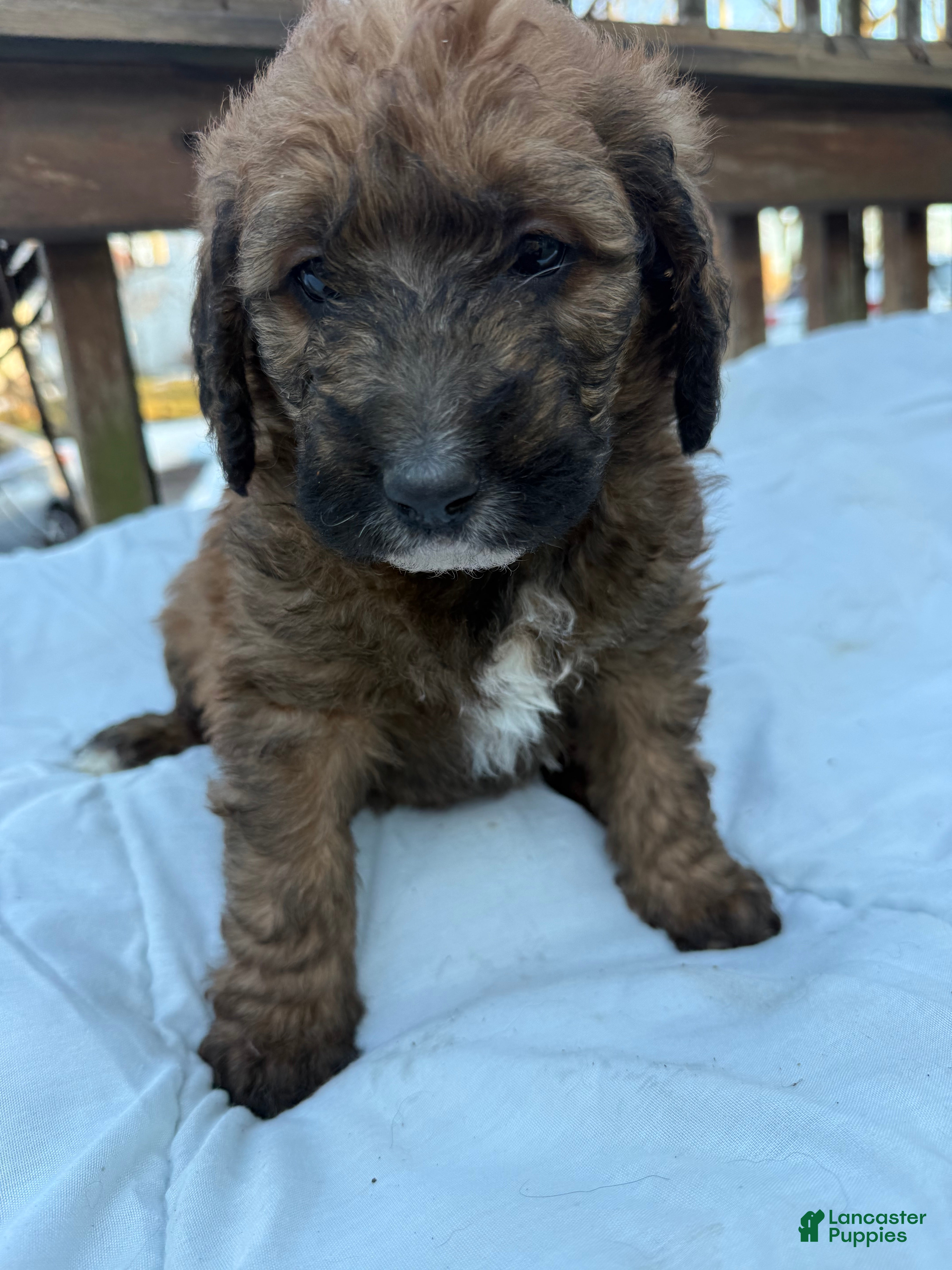 Mixed Breed dogs Brownie - Ad 2
