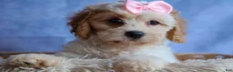 Cavachon dogs for sale: RACHEL - Ad 3