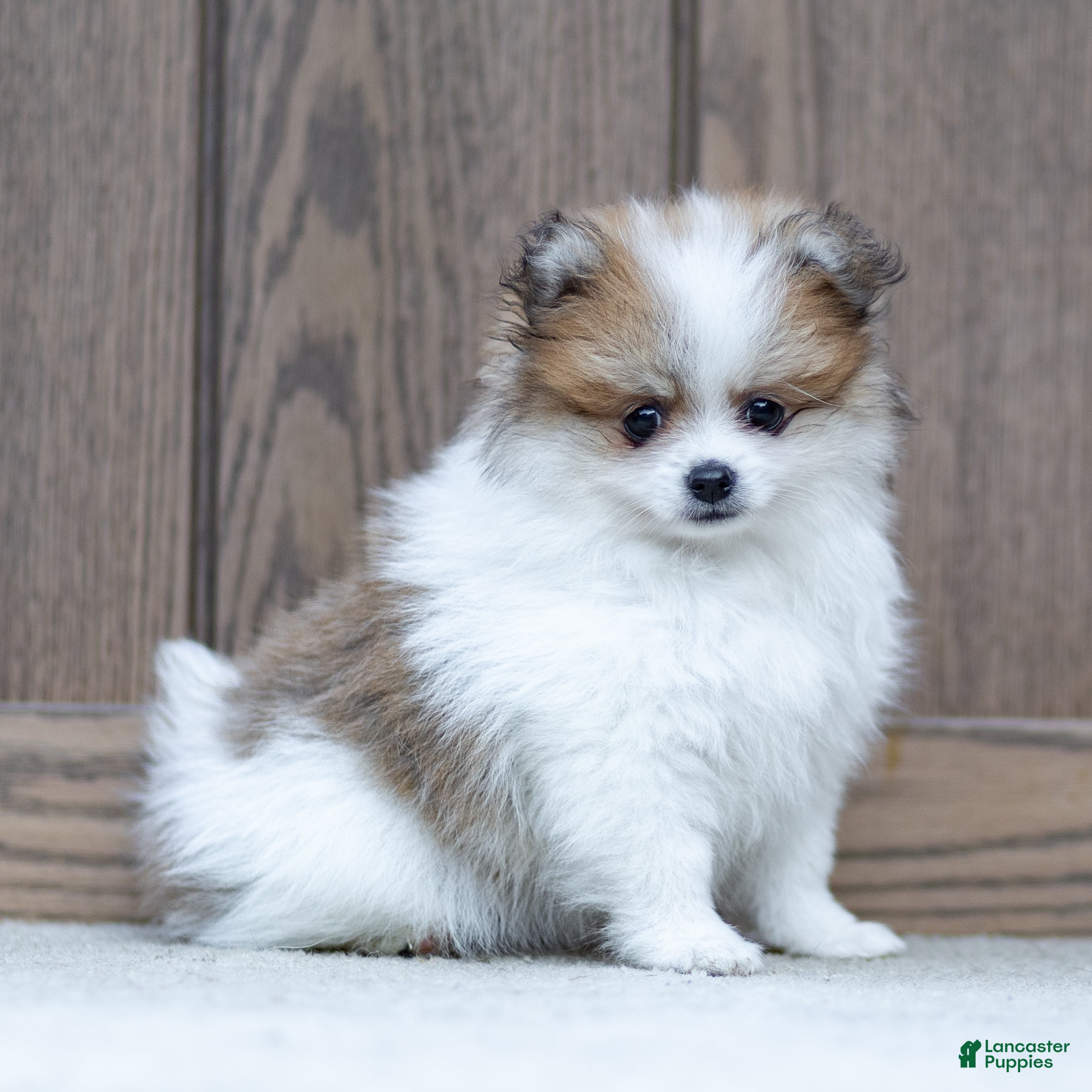 Pomeranian dogs Billy - Ad 1