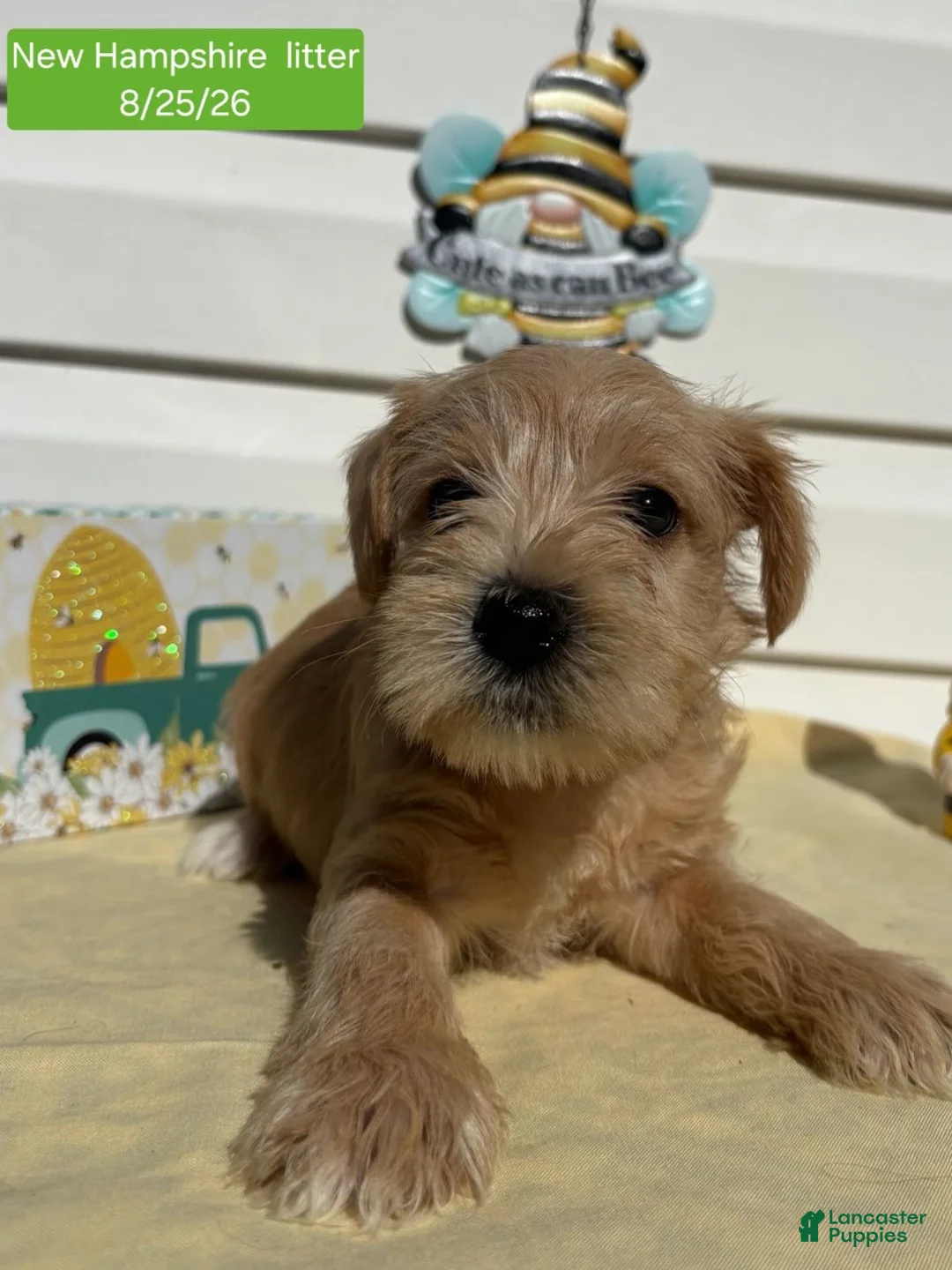 Miniature Schnauzer dogs for sale: Miniature Schnauzer 5 - Ad 15