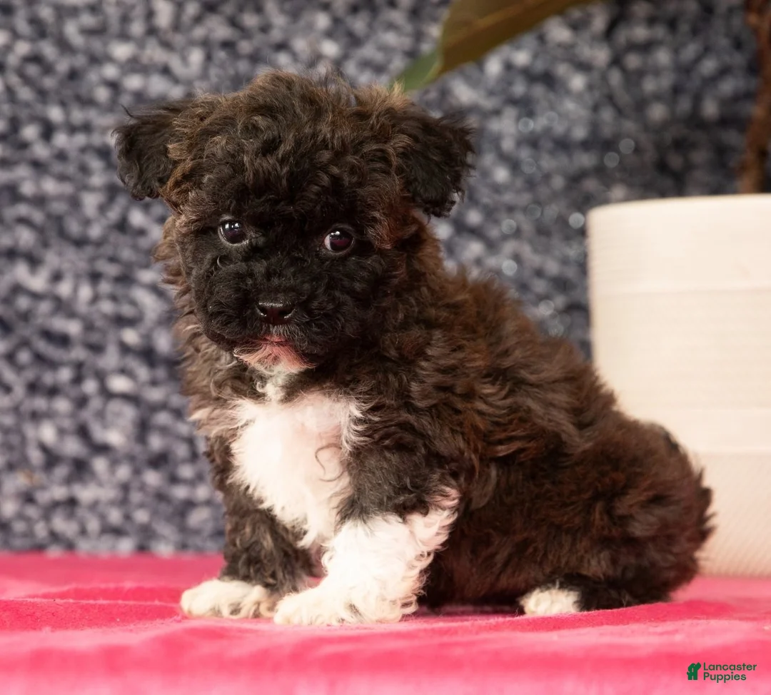 Havapoo dogs for sale: Garrett - Ad 1