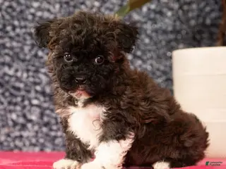 Havapoo dogs Garrett - Ad 7