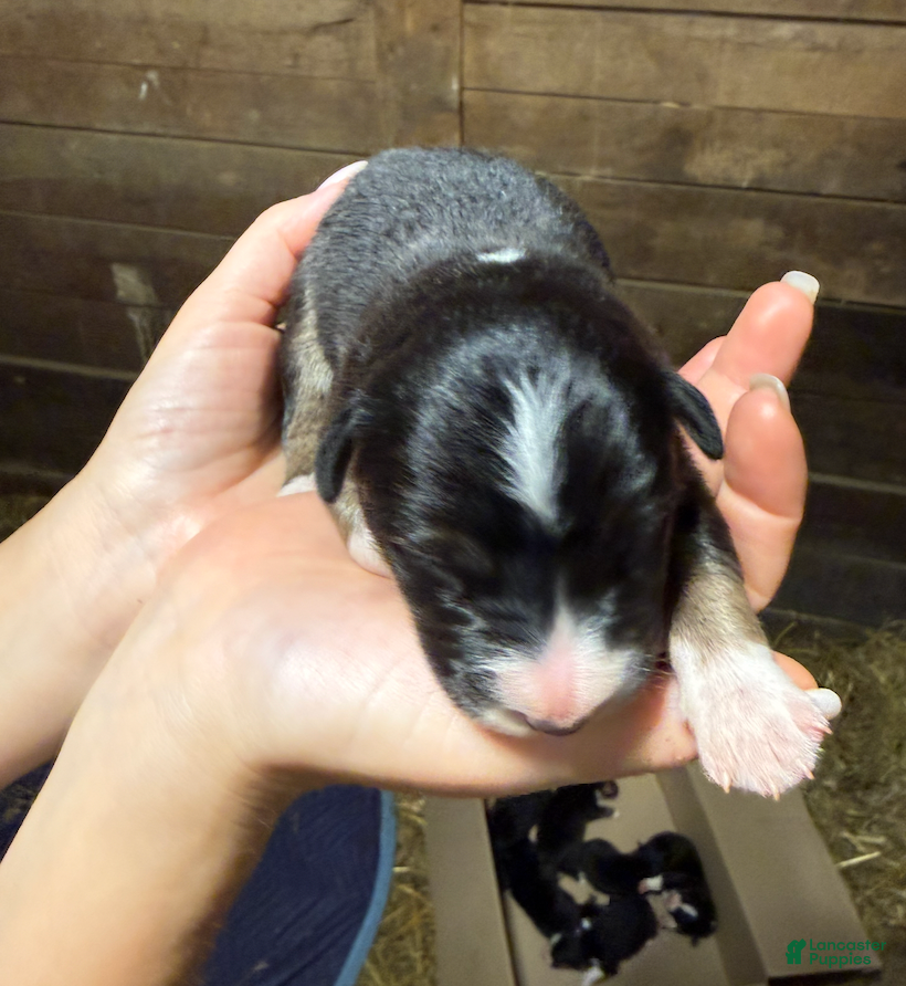 Australian Shepherd (Australian Shepherd, Male) in Marlboro Township, NJ