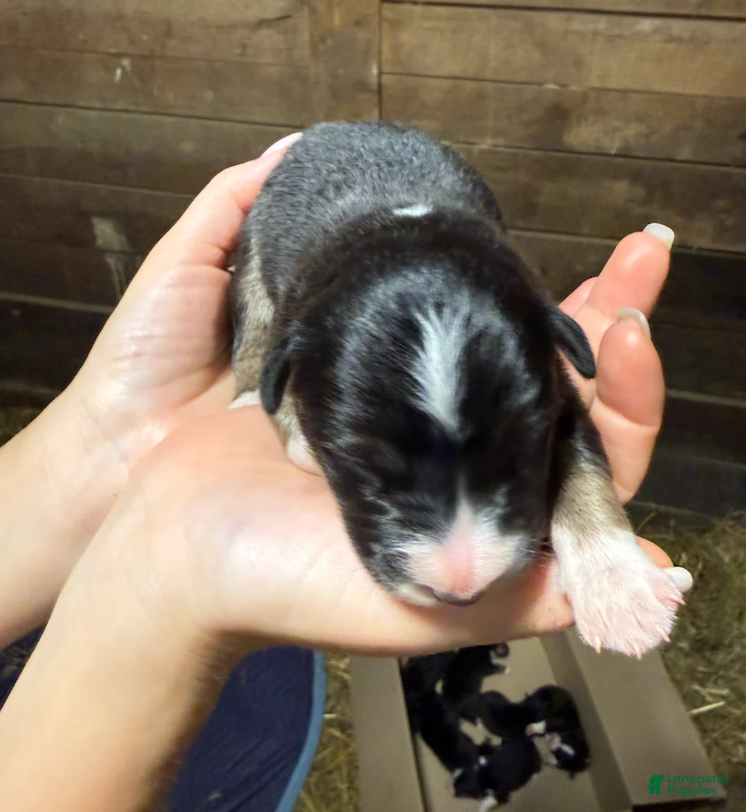 Australian Shepherd dogs for sale: Australian Shepherd 1 - Ad 1