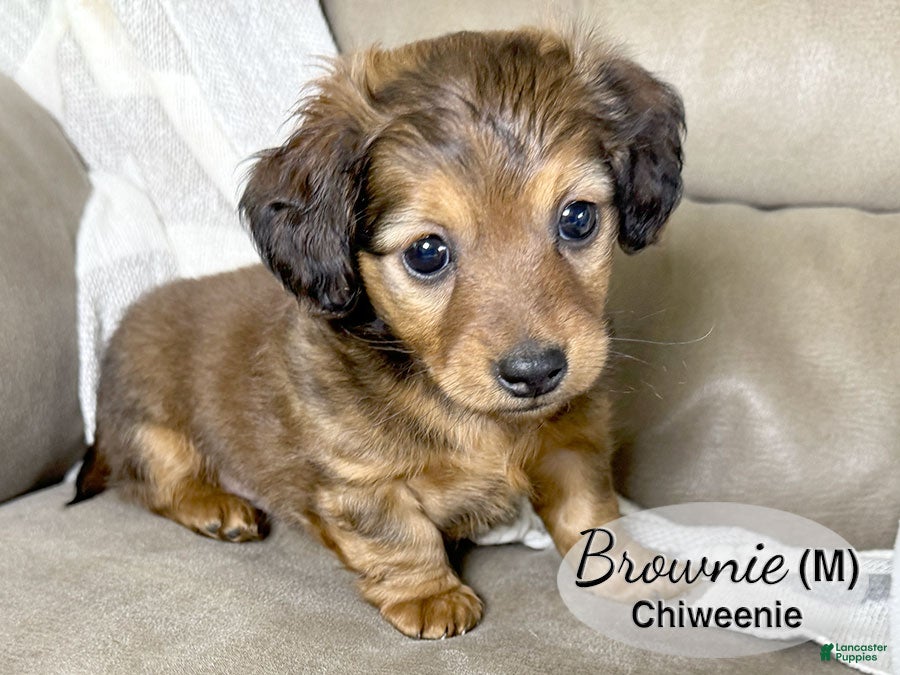 Chiweenie dogs for sale: Brownie - Ad 1