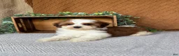 Havanese dogs for sale: Theo  - Ad 4