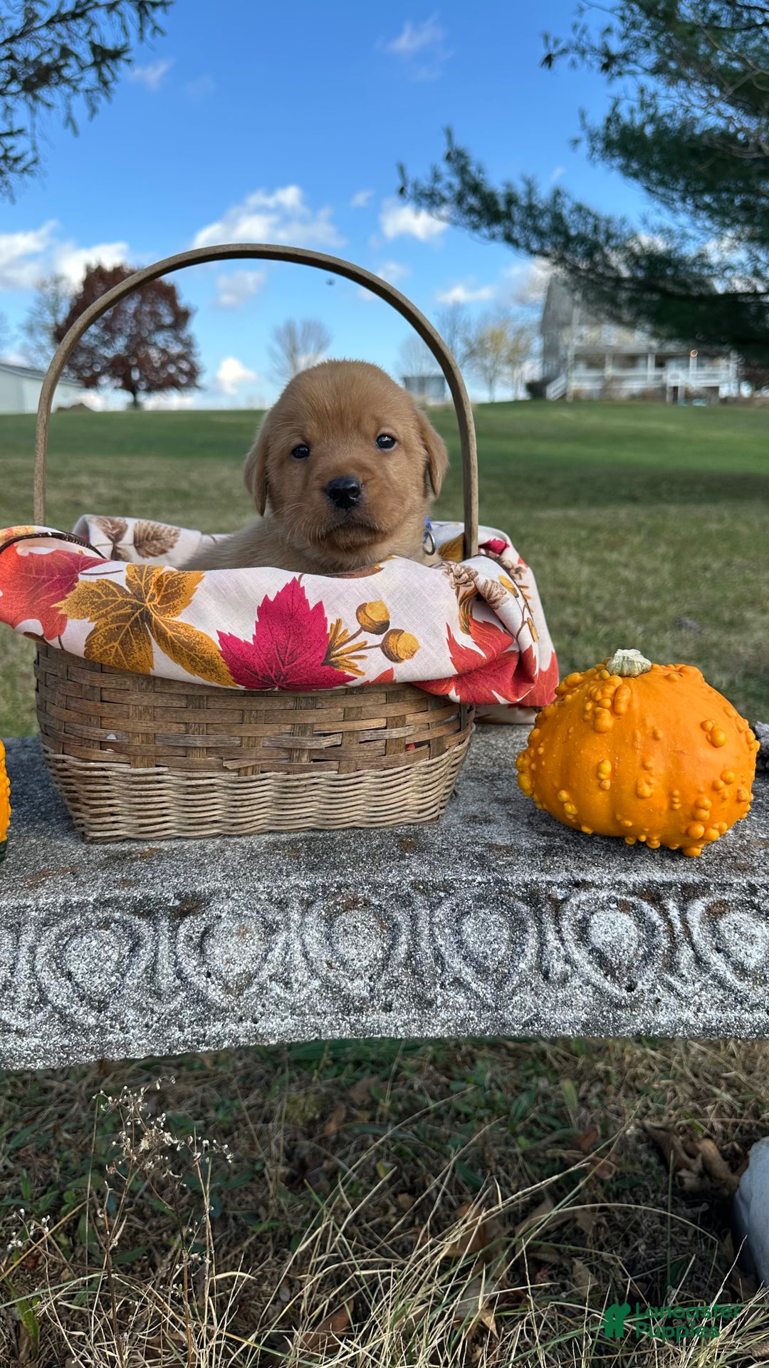 Labrador Retriever dogs for sale: Jake - Ad 3