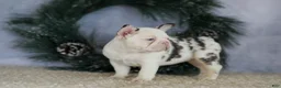 French Bulldog dogs for sale: Lady - Ad 4