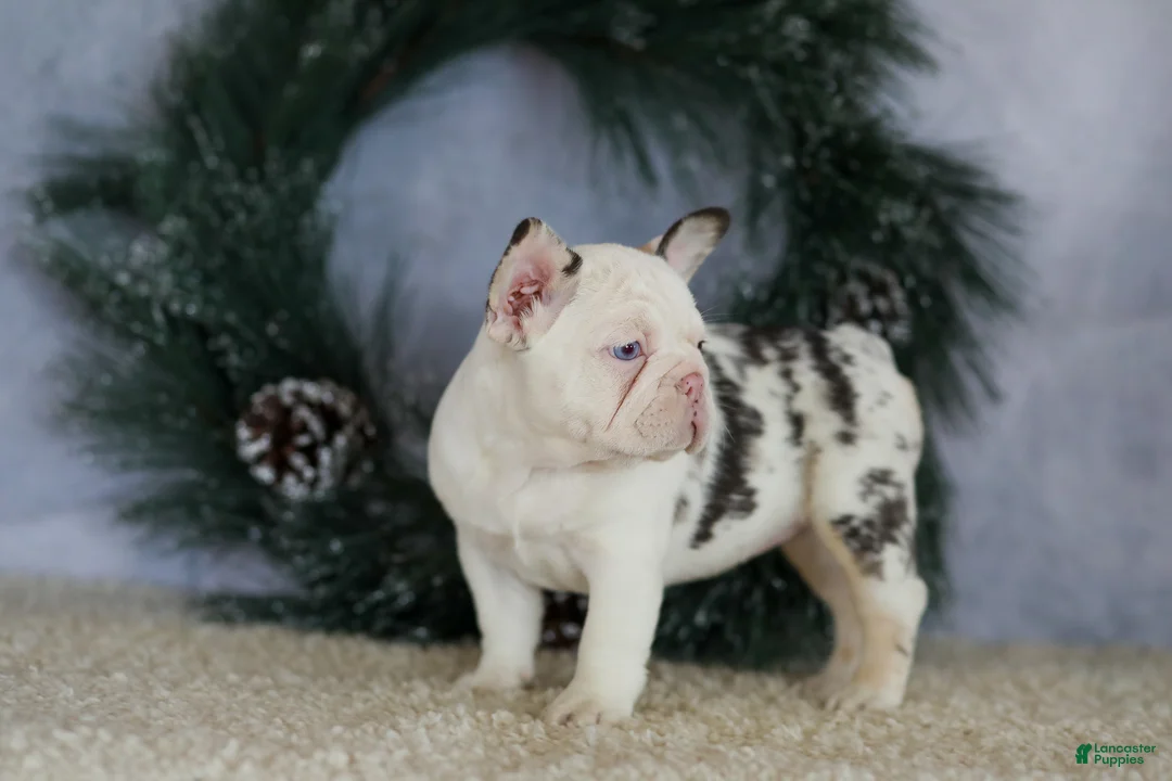 French Bulldog dogs for sale: Lady - Ad 4