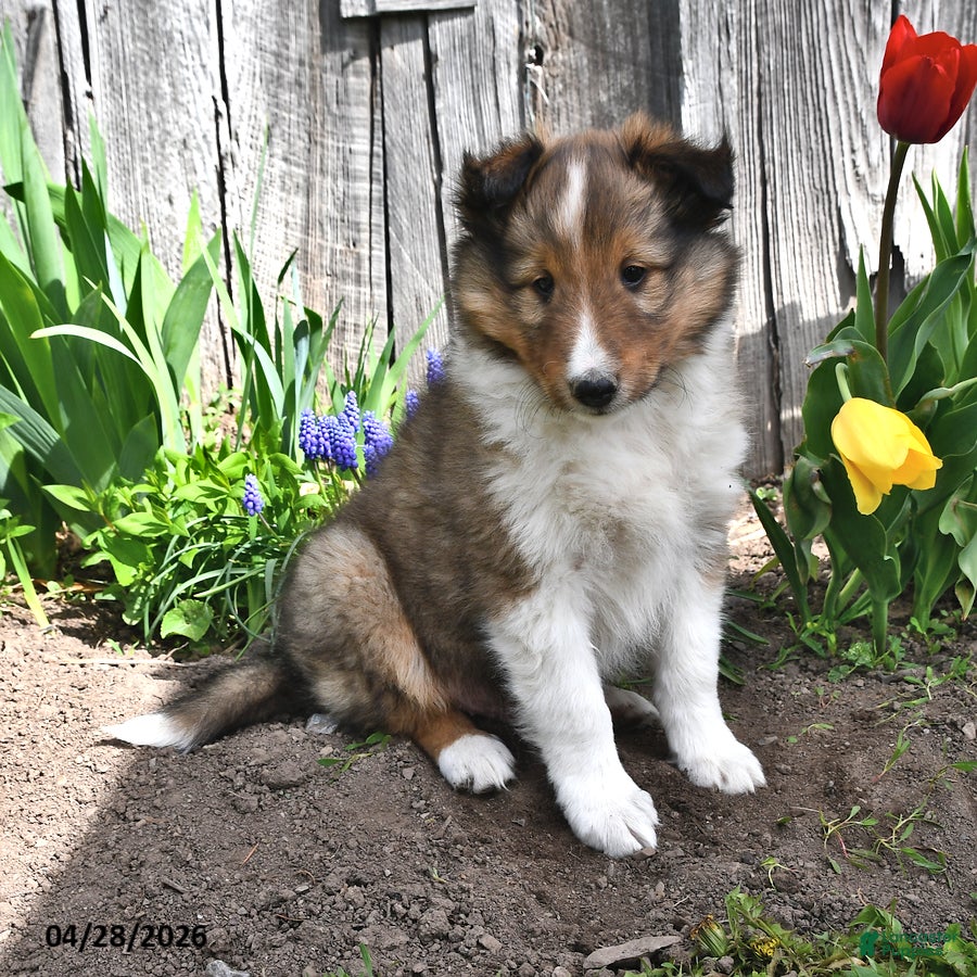 Shetland Sheepdog dogs Billy - Ad 2