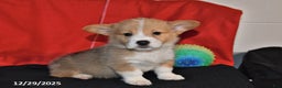 Welsh Corgi Pembroke dogs for sale: Cody - Ad 3