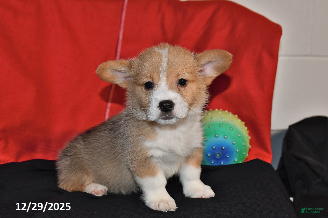 Welsh Corgi Pembroke dogs for sale: Cody - Ad 3