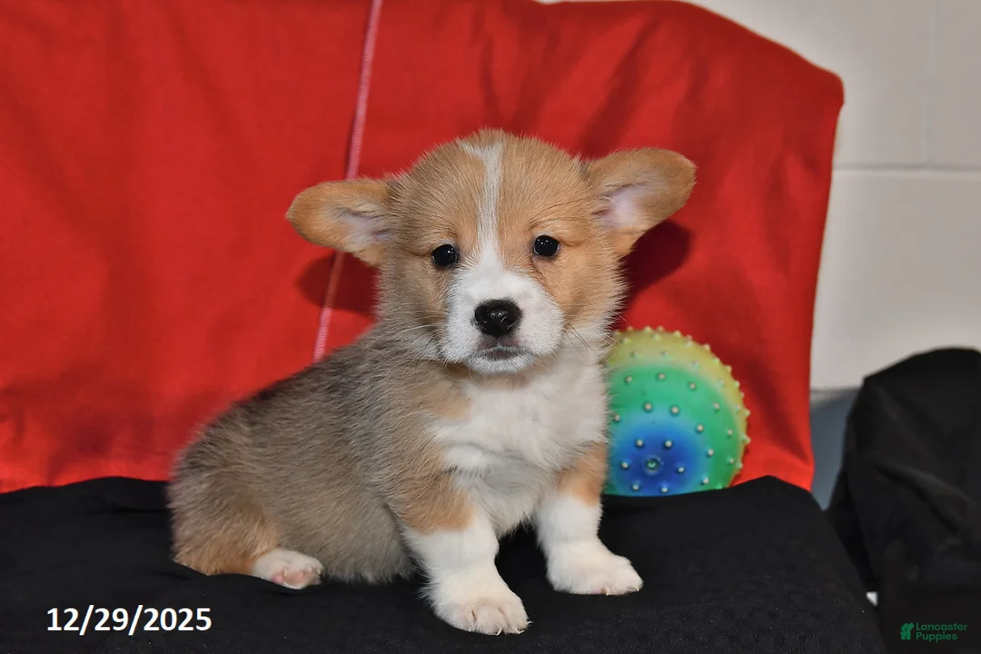 Welsh Corgi Pembroke dogs for sale: Cody - Ad 3