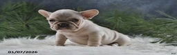 French Bulldog dogs for sale: Ashley - Ad 4