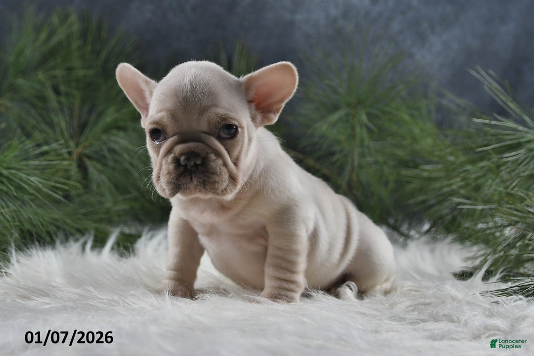 French Bulldog dogs for sale: Ashley - Ad 4