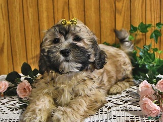 Shihpoo dogs - Ad 39