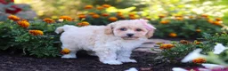 Havapoo dogs for sale: Nicole - Ad 6