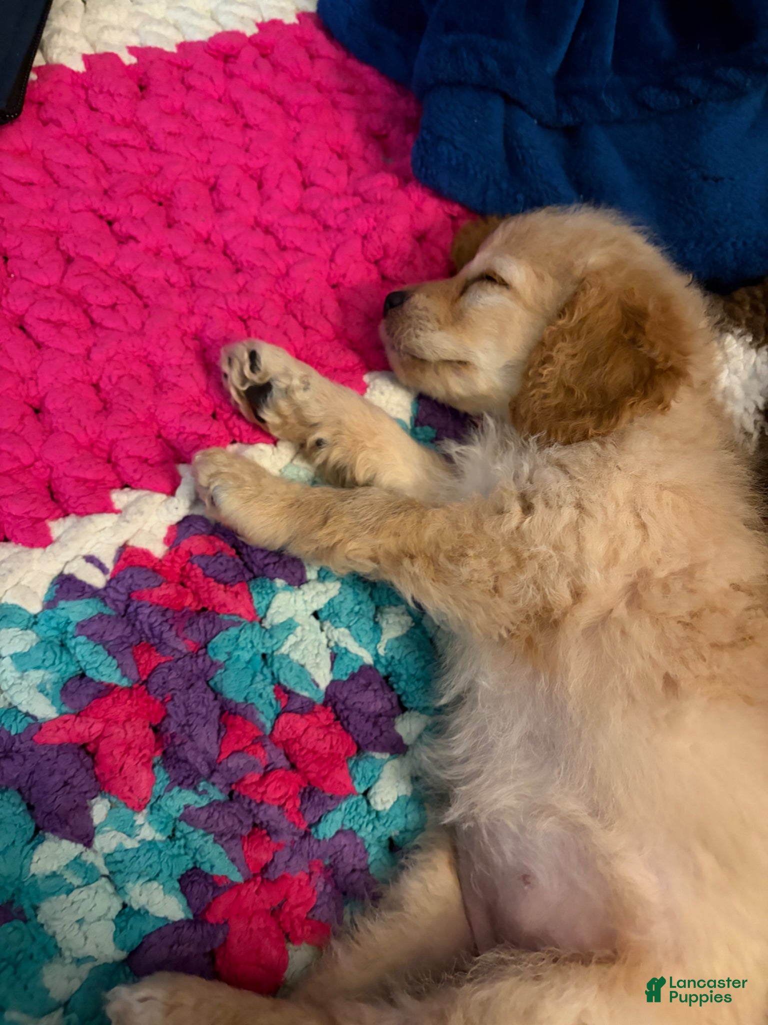 Cockapoo dogs Cockapoo Puppy 1 - Ad 1