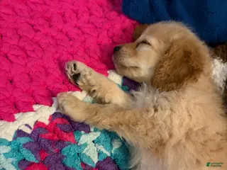 Cockapoo dogs for sale: Cockapoo Puppy 1 - Ad 2