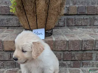 Golden Retriever dogs for sale: Olson, AKC - Ad 1