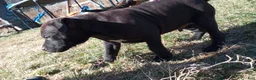 American Bully dogs for sale: Carter Starocci - Ad 9