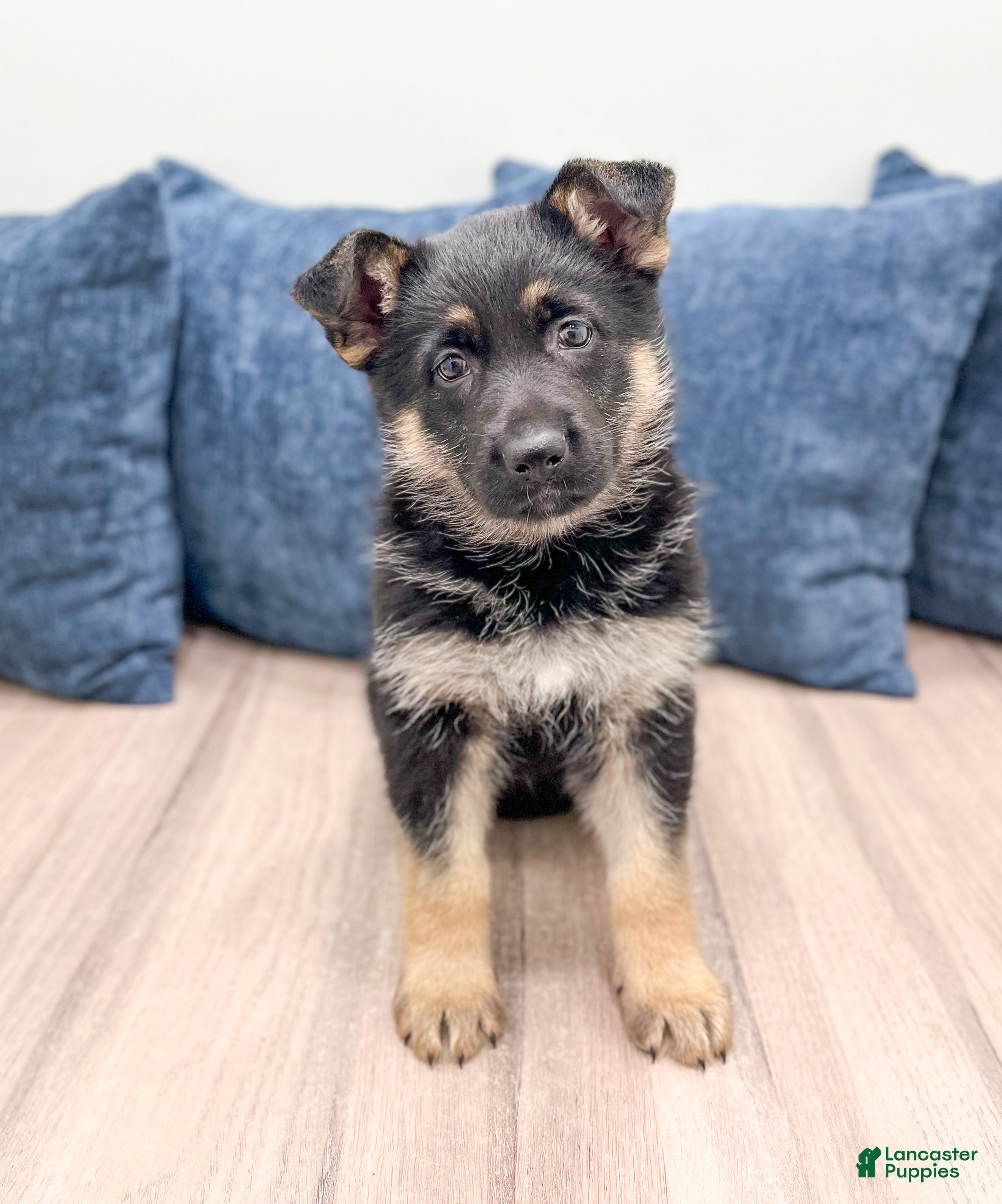 German Shepherd dogs for sale: Addie - Ad 4