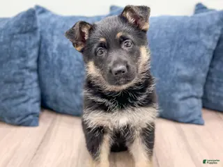 German Shepherd dogs for sale: Addie - Ad 4