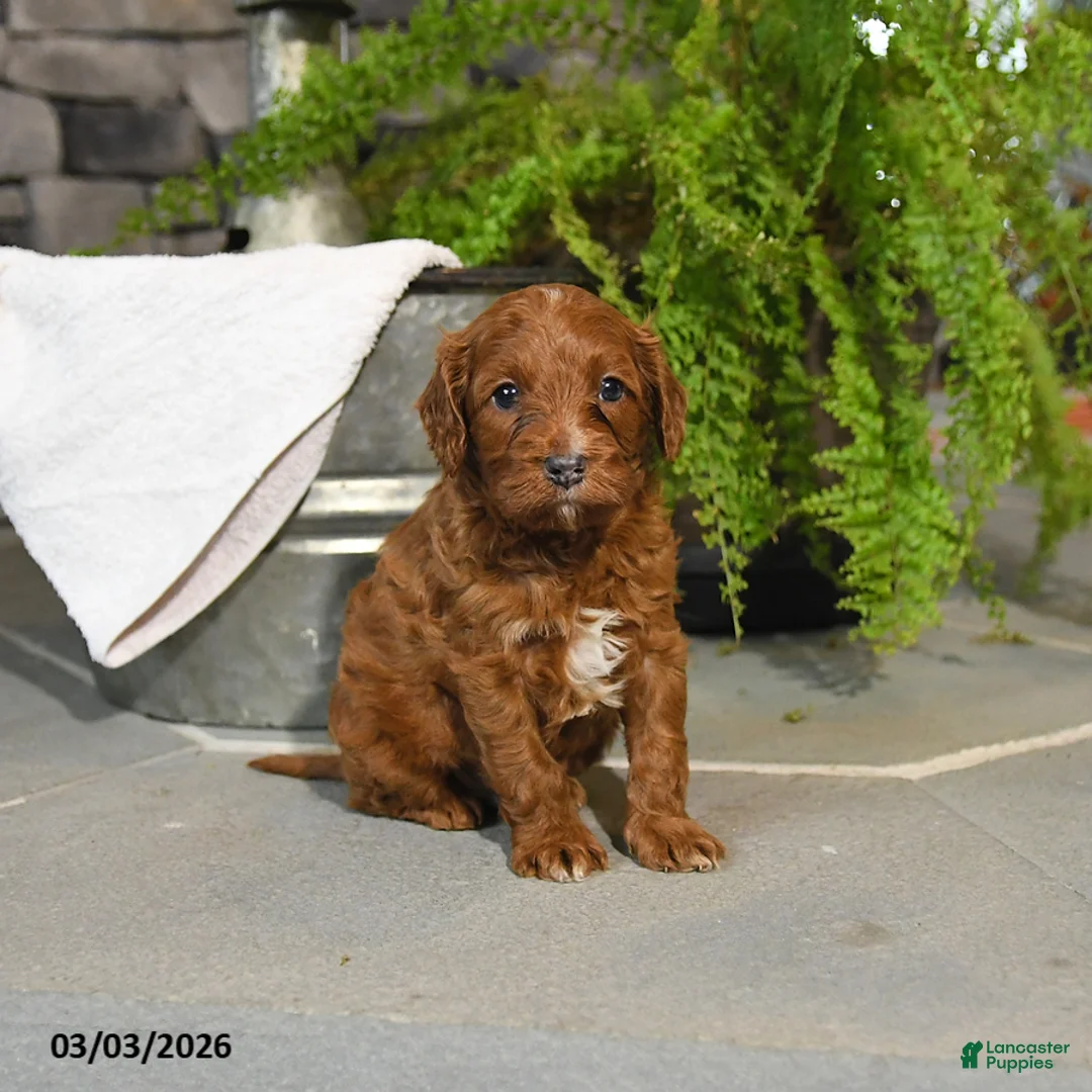 Cavapoo dogs for sale: Tango - Ad 3