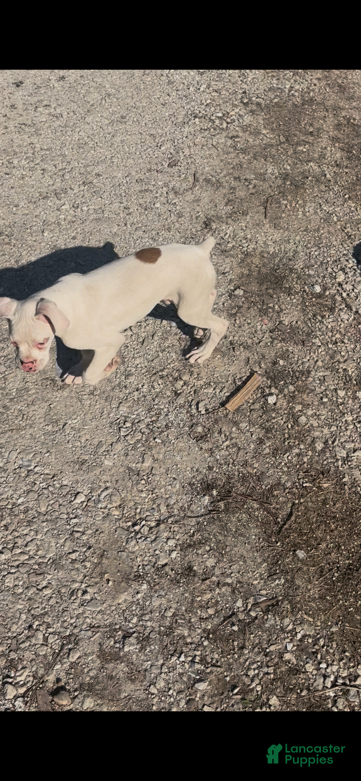 Boxer dogs for sale: Spot - Ad 3