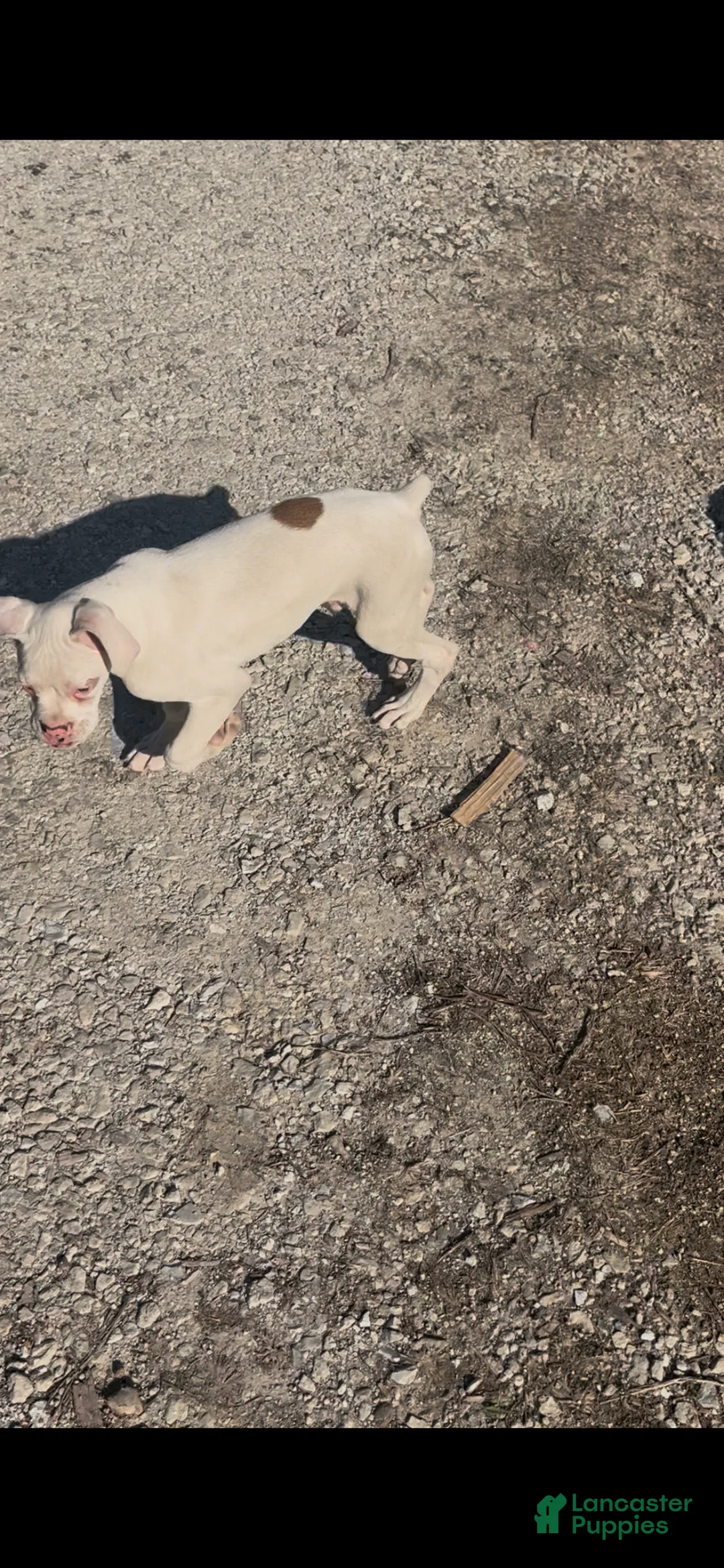 Boxer dogs for sale: Spot - Ad 1