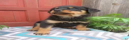 Rottweiler dogs for sale: Princess - Ad 10