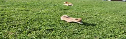 Shiba Inu dogs for sale: Scarf  - Ad 6