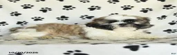 Shih Tzu dogs for sale: Quincy - Ad 5