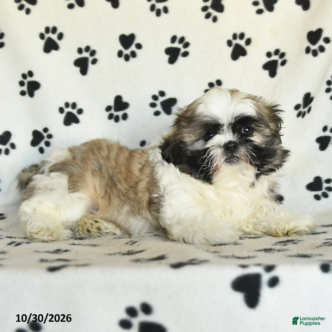Shih Tzu dogs for sale: Quincy - Ad 5