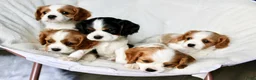 Cavalier King Charles Spaniel dogs for sale: Forestt - Ad 5