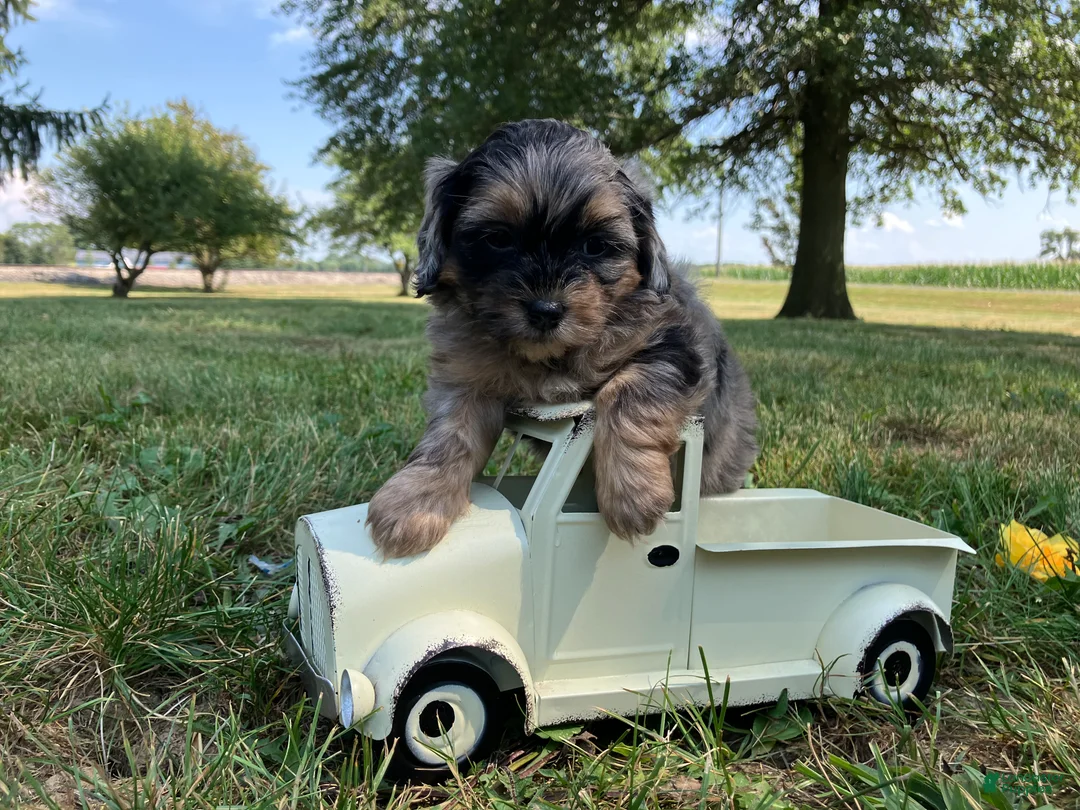 Shihpoo dogs for sale: Marshmallow  - Ad 11