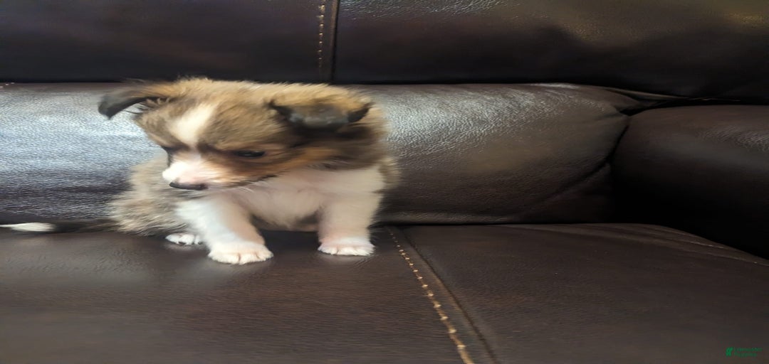 Gallery Image {{count}}