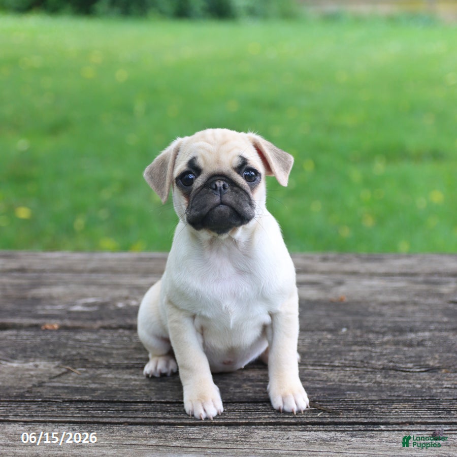 Pug dogs Lucy - Ad 1