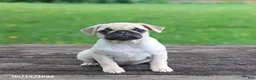 Pug dogs for sale: Lucy - Ad 6