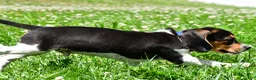 Beagle dogs for sale: Valen - Ad 4