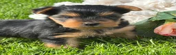 Yorkshire Terrier dogs for sale: Hershey - Ad 7