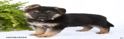 German Shepherd dogs for sale: Ronja - Ad 3
